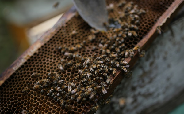 Bilim insanlarından büyük keşif! Bakın arı zehri hangi hastalığa iyi geliyor