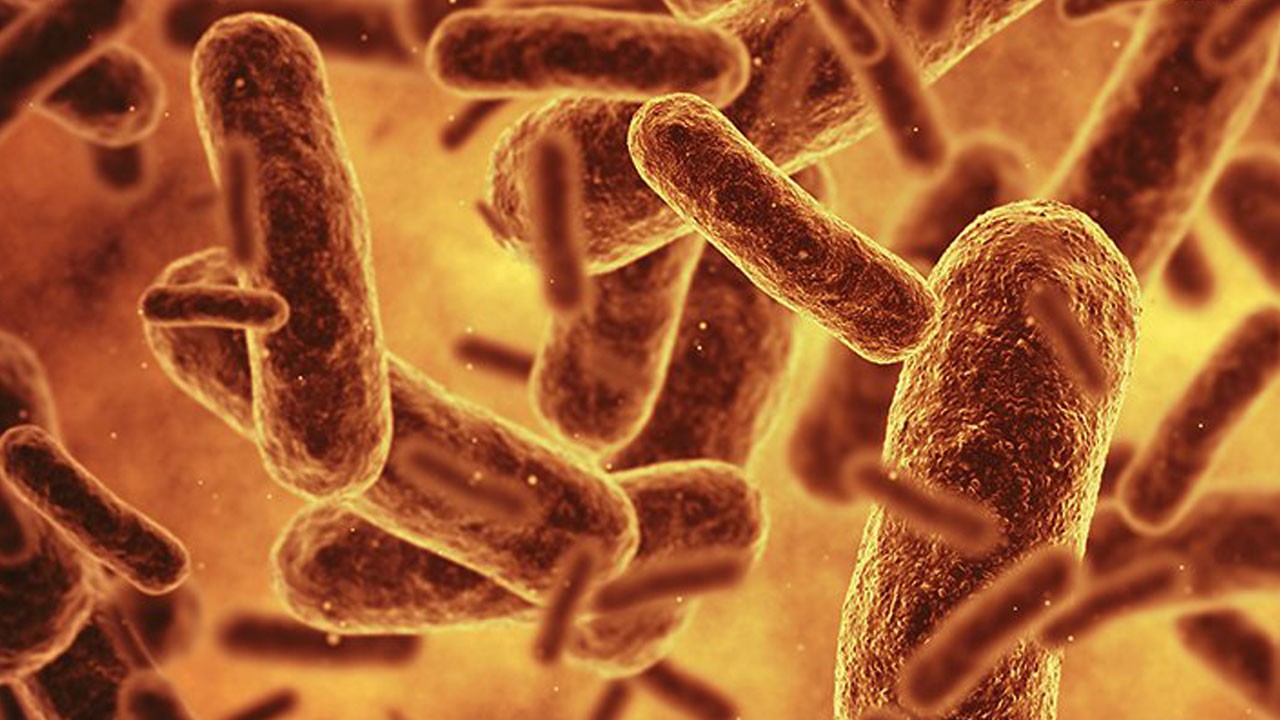Bilim insanlarından çok konuşulacak araştırma! Genetik kodu sadeleştirilmiş ilk bakteri