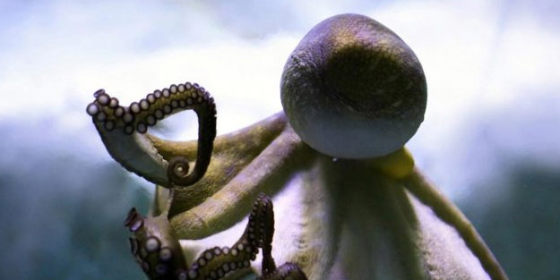 Bilim insanlarından heyecanlandıran, inanılmaz keşif: Sinir sistemini tasarlamanın yeni bir yolu! İnşaat gibi...