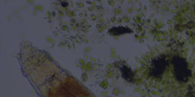 Bilim insanlarından keşif! 24 bin yıl hayatta kalabiliyor