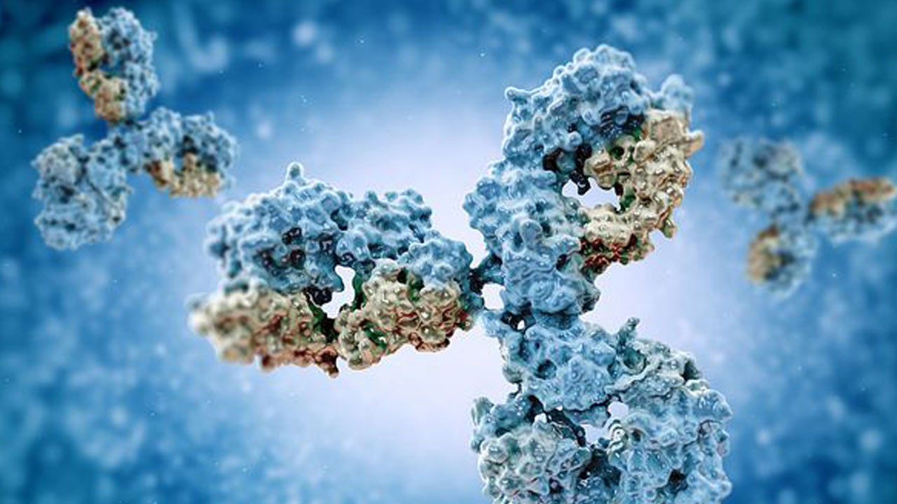 Bilim insanlarından şaşırtıcı keşif! Ruh halimizi bağışıklık sistemi yönlendiriyor