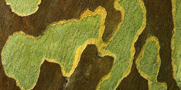 Bilim insanlarından şok eden iddia! Hayalini kurmak bile ürkütücü