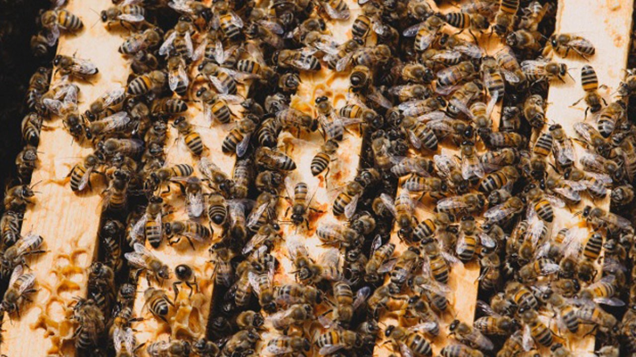 Bilim insanlarını şaşırtan keşif! Arılar kemiklere yuva yapmış