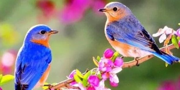 Bilişsel kaygı azaltma teknikleri! Alman araştırmacılar: Kuş cıvıltısı zihin sağlığını iyileştiriyor, anksiyeteye iyi geliyor!