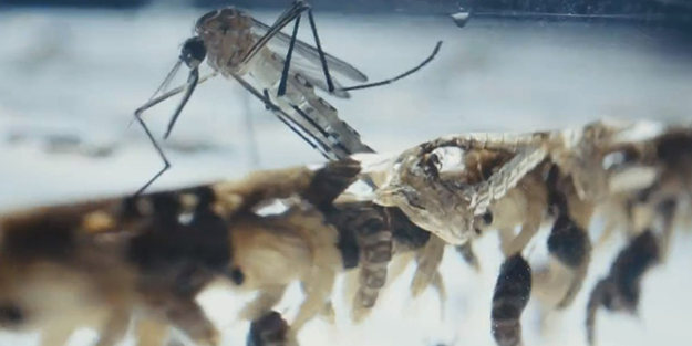 Bill Gates'ten dehşete düşüren proje! Milyonlarca sivrisineği sokaklara bıraktı, herkes kendine dikkat etsin