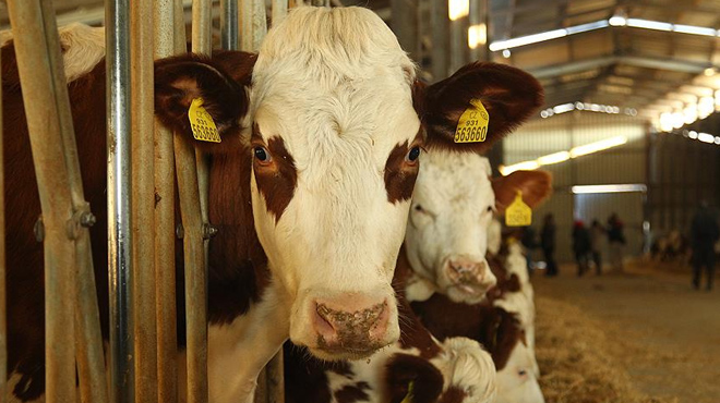 Bin 341 hayvancılık işletmesi tek çatı altında toplanıyor