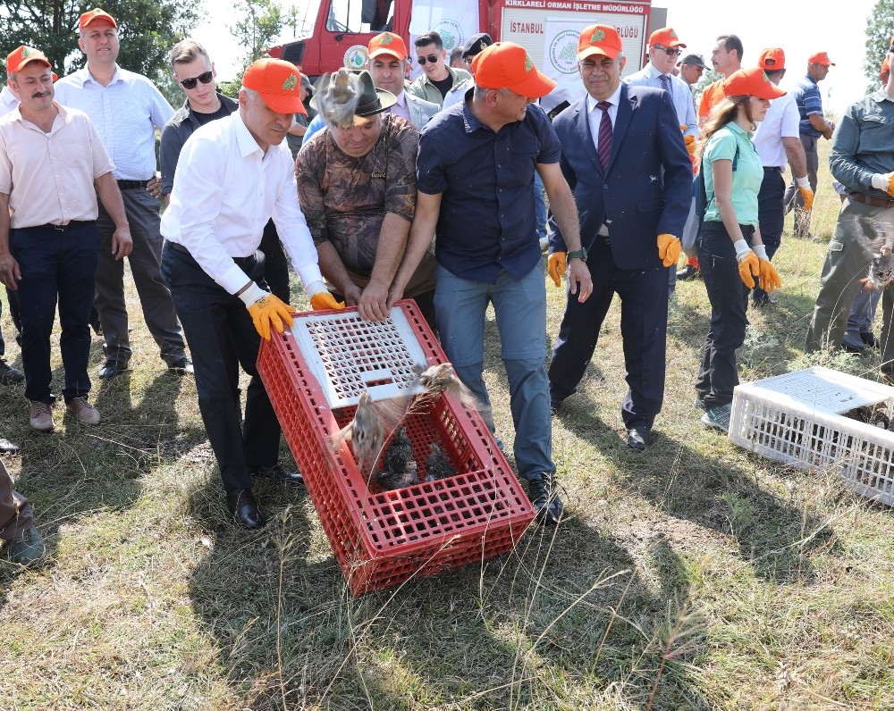 Bin keklik doğaya salındı 