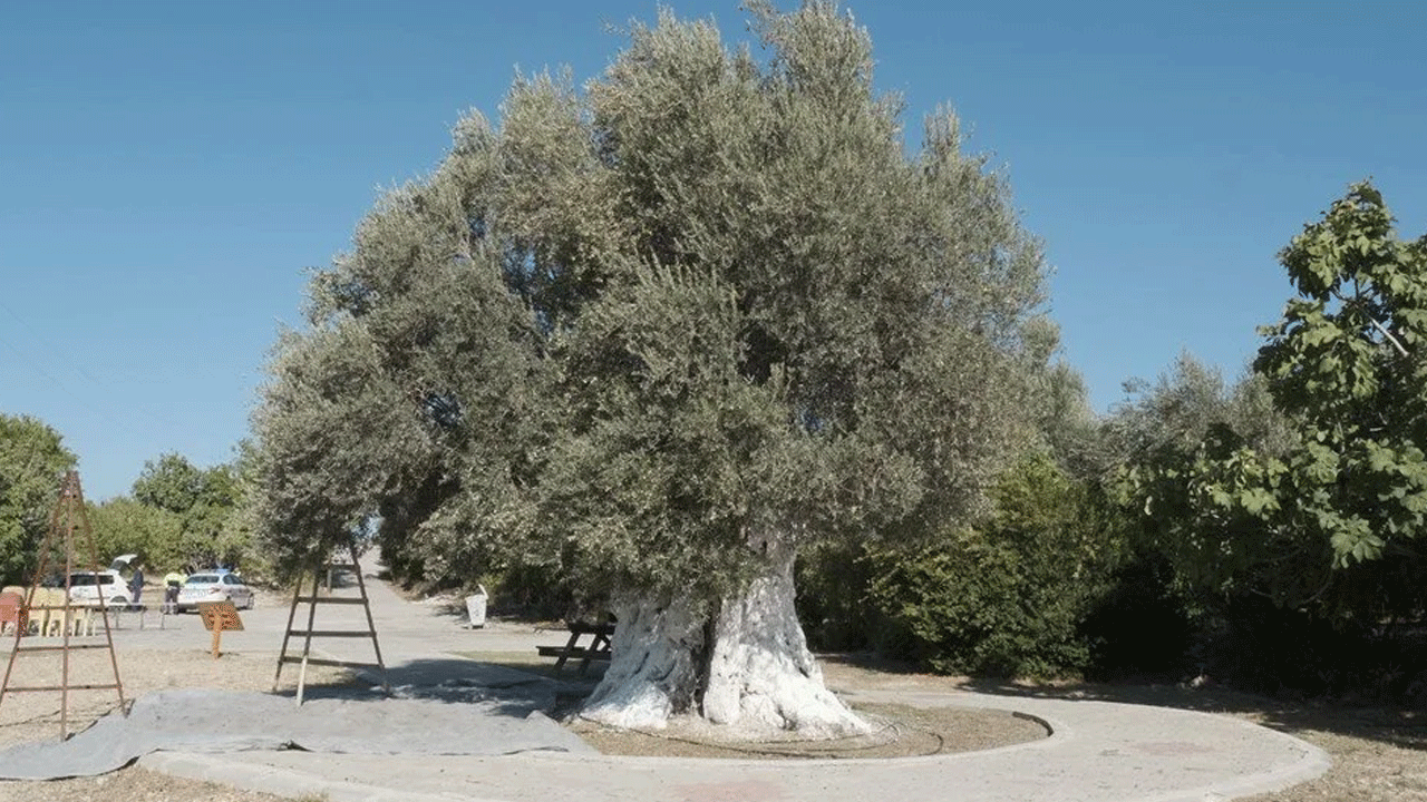 Bin yıllık zeytin ağacının sırları açığa çıktı!