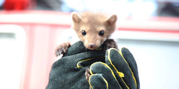 Bina boşluğuna düşen sansar yavrusu kurtarıldı