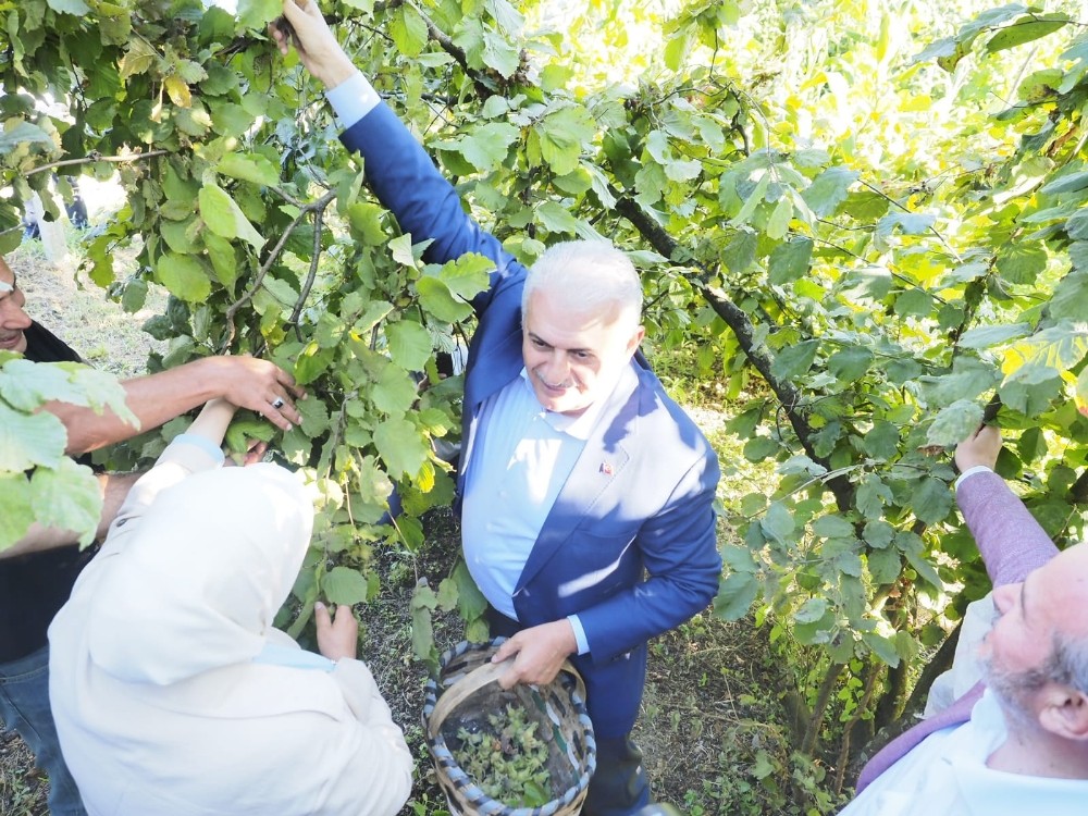 Binali Yıldırım Düzce’de fındık topladı 