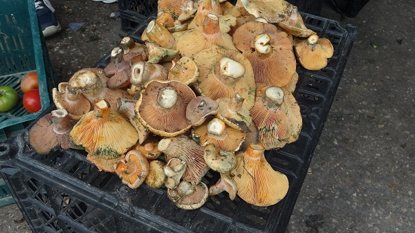 Binbir zahmetle toplanıyor!Kilosu 150 TL