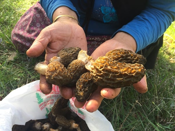 Binbir zahmetle toplanıyor! Öyle nadir bulunuyor ki kilosu 600 TL