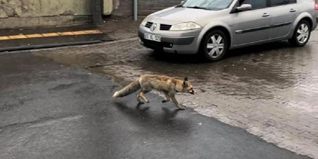 Bingöl merkezinde tilki şaşkınlığı