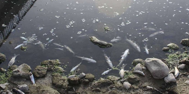 Bingöl Valiliği yaşanan balık ölümleri ile ilgili açıklama yaptı