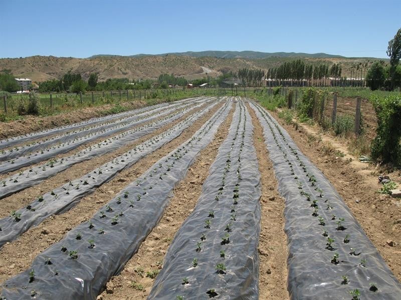 Bingöl’de 106 bin çilek fidesi yüzde 70 hibe ile dağıtıldı 