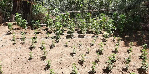 Bingöl’de 2 bin 507 kök kenevir ele geçirildi