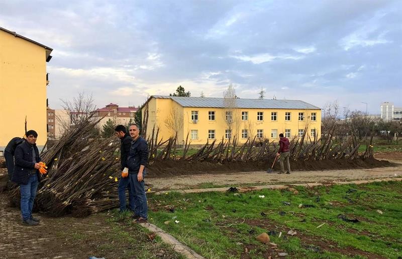 Bingöl’de 25 bin adet ceviz fidanı dağıtıldı 