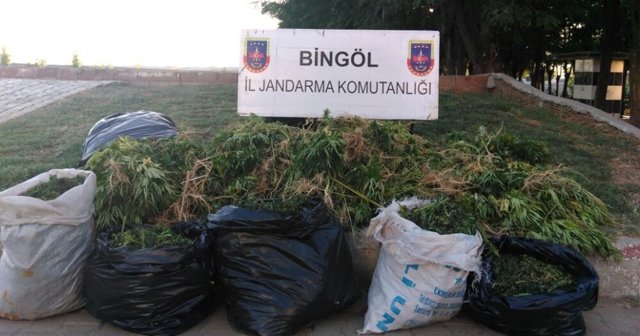 Bingöl'de 577 kilo esrar, 113 bin kök Hint keneviri!