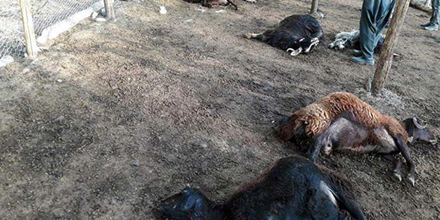 Bingöl'de ağıla giren kurt, 24 koyunu telef etti