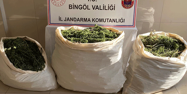 Bingöl’de esrar operasyonu