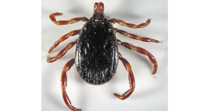 Bingöl'de iki kişiyi kene ısırdı