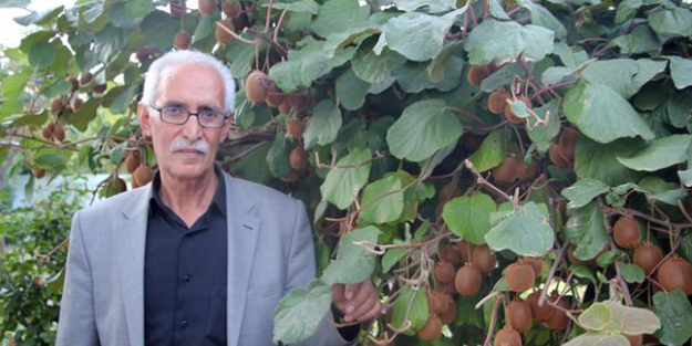 Bingöl'de ilk kez kivi yetiştirdi