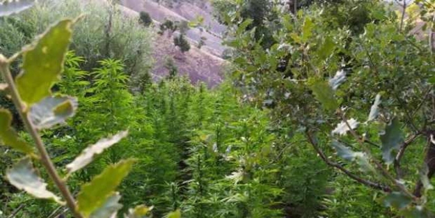 Bingöl'de narkoterör operasyonu; kilolarca uyuşturucu ele geçirildi