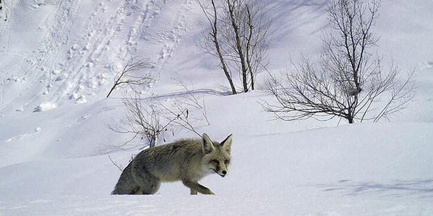 Bingöl'de nefes kesen görüntüler