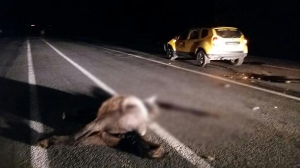 Bingöl'de otomobilin çarptığı at telef oldu