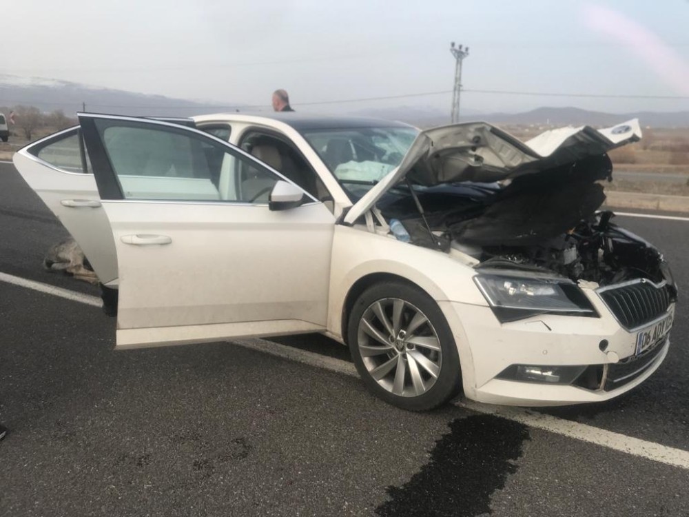 Bingöl’de otomobilin çarptığı eşek telef oldu 