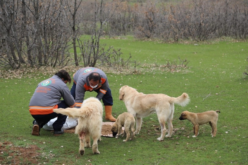 Bingöl’de sokak hayvanlarına yem ve mama bırakıldı 