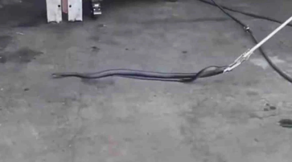 Bingöl’de yılan alarmı! Her yerdeler