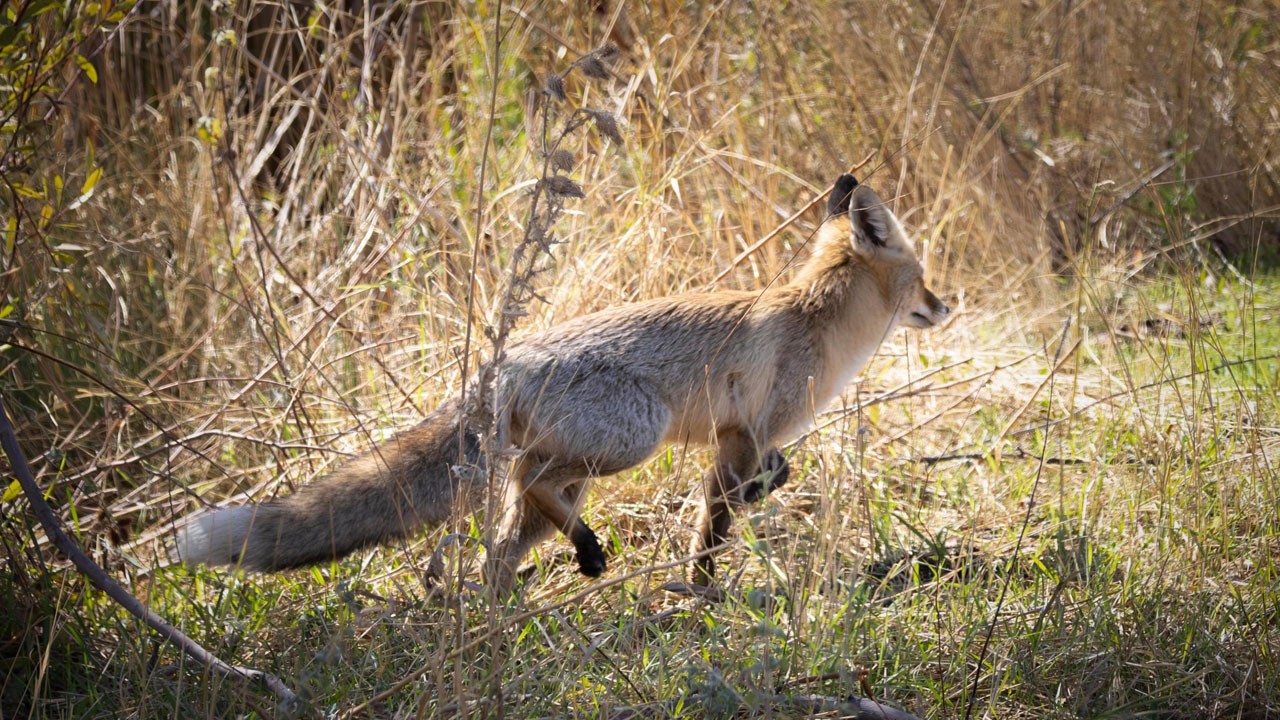 Bingöl’de yiyecek arayan kızıl tilki objektife takıldı