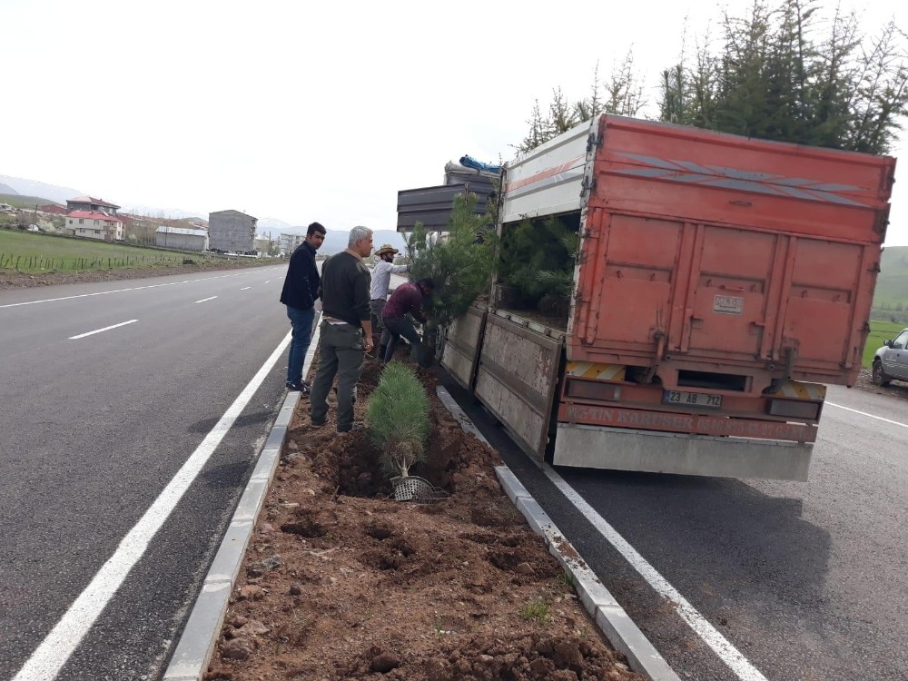 Bingöl’de yol boyu ağaçlandırma çalışması 