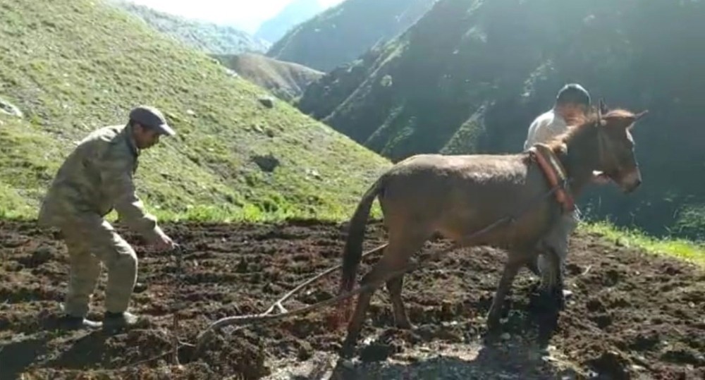 Bingöl’de zorlu tarla mesaisi 