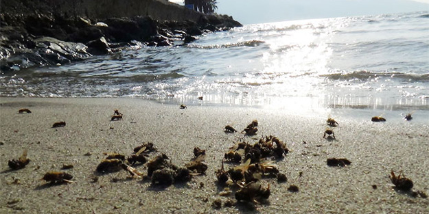 Binlerce arı sahile vurdu!