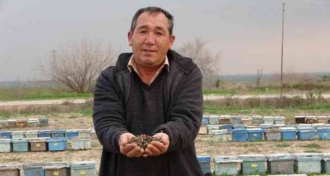Binlerce arı telef oldu