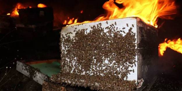 Binlerce arıyı yanmaktan kurtardı