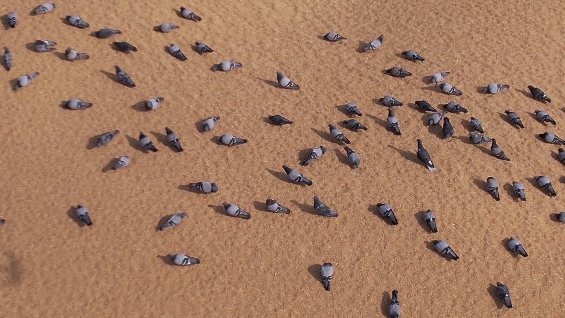 Binlerce güvercin buğday pazarını mesken tuttu