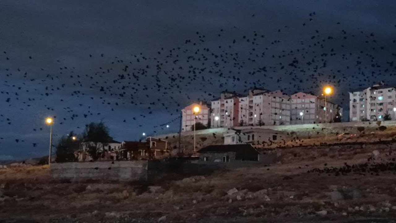 Binlerce karga gökyüzünü kapladı