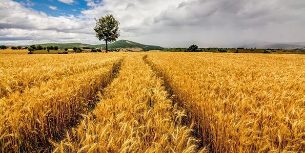 Binlerce kilometre ötedeki ülkeden Türkiye'ye görülmemiş teklif: Ülkemize gelin tarım yapalım