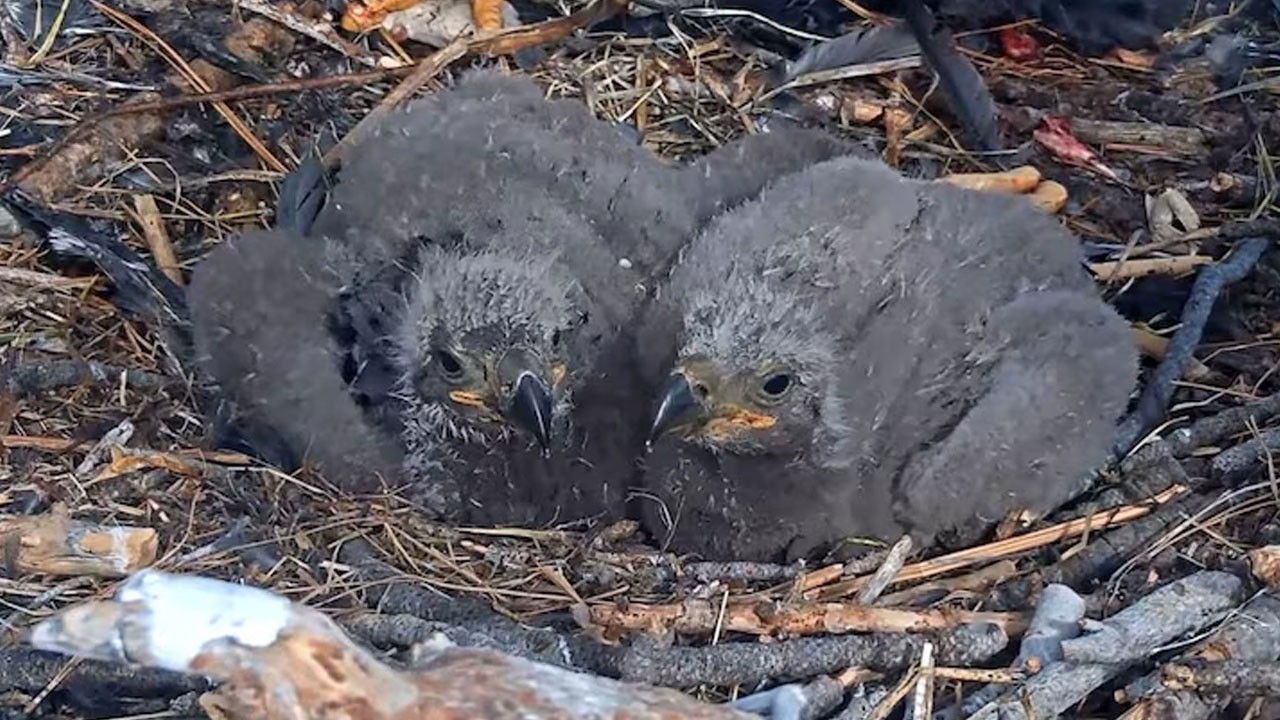 Binlerce kişinin izlediği kartal yavrularının isimleri belli oldu