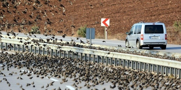 Binlerce kuş karayolunu kapattı!