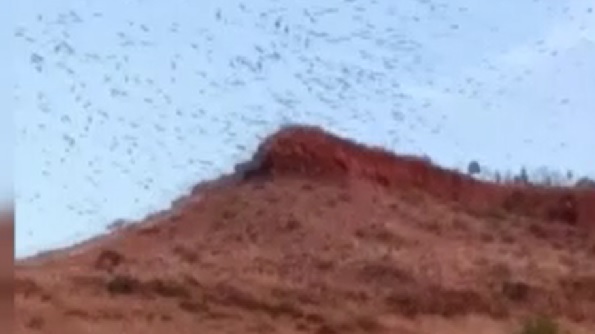 Binlerce kuş Mehmetçik Anıtı'nı selamlad