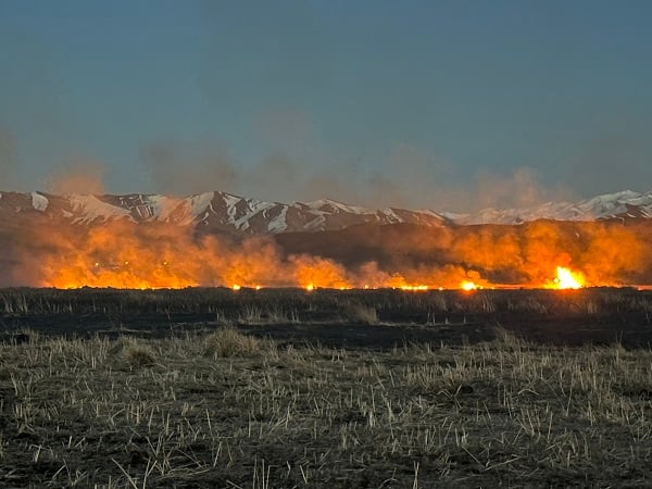 O sazlık cayır cayır yanıyor