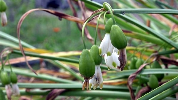 Binlerce lira ceza ödeyebilirsiniz! Bu bitkilere ve hayvanlara sakın yaklaşmayın