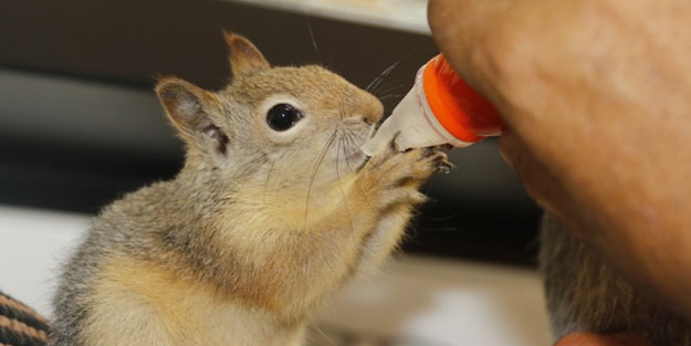 Binlerce liranın olduğu kasa sincaba emanet