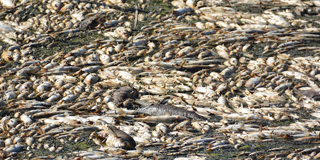 Binlerce ölü balık kıyıya vurdu
