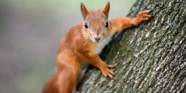 Binlerce sincabı öldürme kararı aldılar