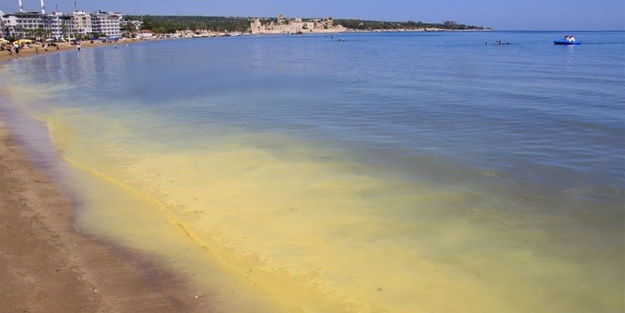 Binlercesi telef oldu! Sahil sarıya boyandı